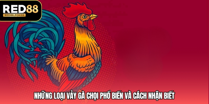 Cách Xem Vảy Gà Chọi Để Chọn Chiến Kê Mạnh Mẽ Tại RED88 3 Những loại vảy gà chọi phổ biến và cách nhận biết