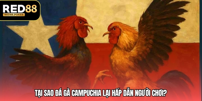 Tại sao đá gà campuchia lại hấp dẫn người chơi?