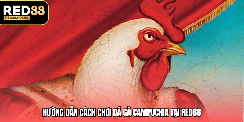 Hướng dẫn cách chơi đá gà campuchia tại RED88