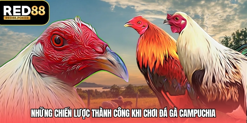 Những chiến lược thành công khi chơi đá gà campuchia