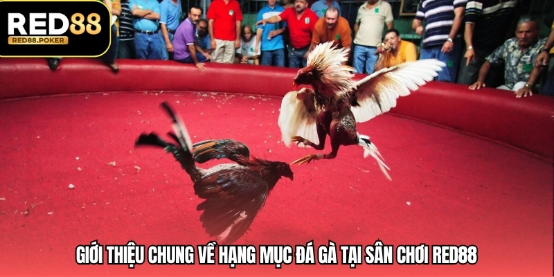 Giới thiệu chung về hạng mục đá gà tại sân chơi RED88