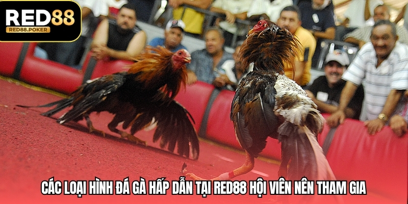 Các loại hình đá gà hấp dẫn tại RED88 hội viên nên tham gia 
