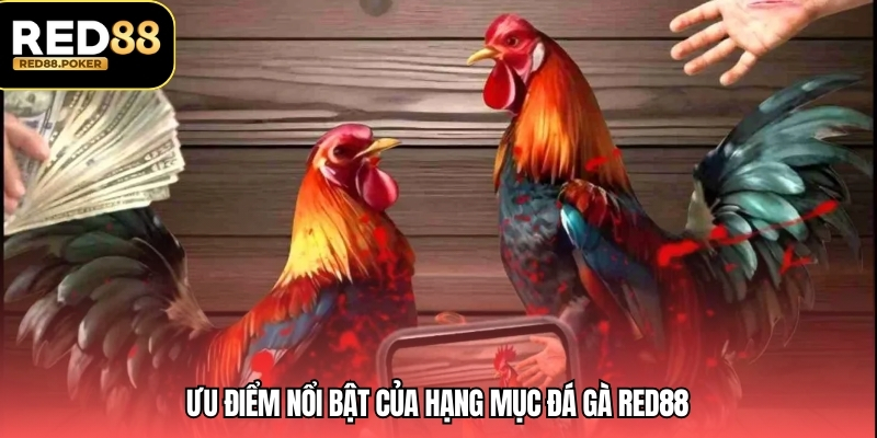 Ưu điểm nổi bật của hạng mục đá gà RED88