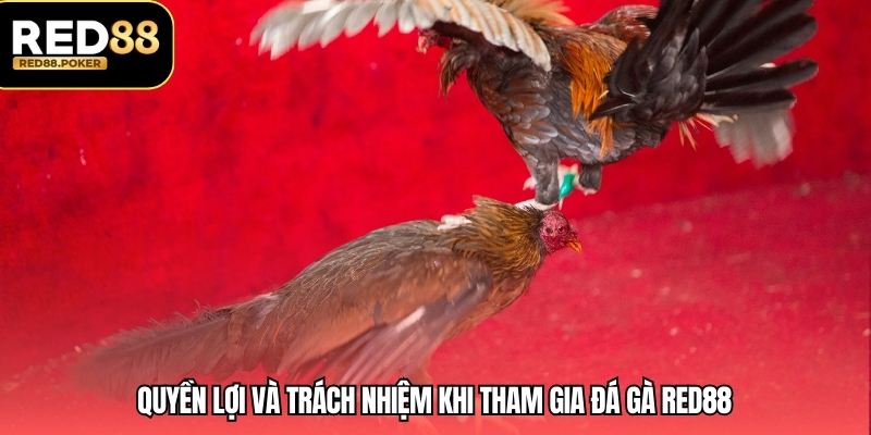 Quyền lợi và trách nhiệm khi tham gia đá gà RED88