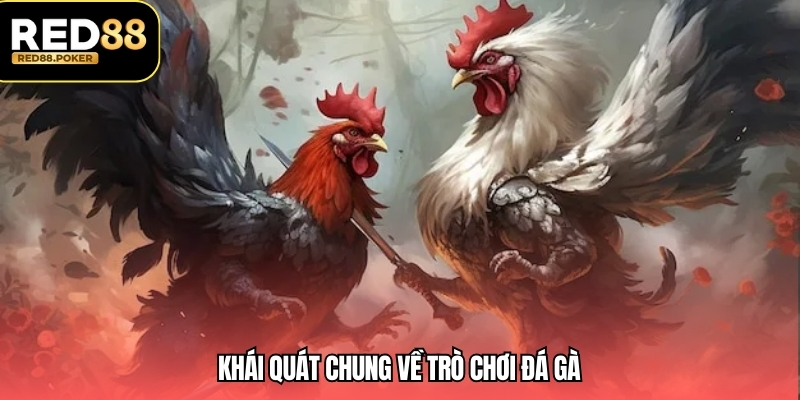 Luật Chơi Đá Gà - Chi Tiết Và Hướng Dẫn Cơ Bản Nhất 2 Khái quát chung về trò chơi đá gà