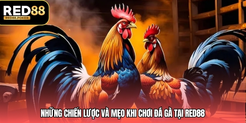 Luật Chơi Đá Gà - Chi Tiết Và Hướng Dẫn Cơ Bản Nhất 4 Những chiến lược và mẹo khi chơi đá gà tại RED88