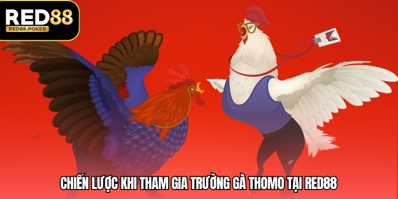 Trường Gà Thomo - Kinh Nghiệm Và Chiến Lược Chơi 3 Chiến lược khi tham gia trường gà thomo tại RED88