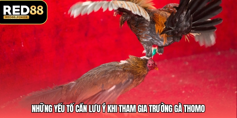 Trường Gà Thomo - Kinh Nghiệm Và Chiến Lược Chơi 4 Những yếu tố cần lưu ý khi tham gia trường gà thomo
